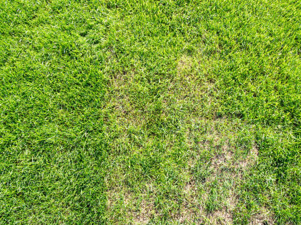 istock top view of bald patch in green lawn 1404230884