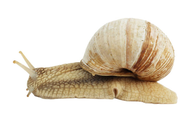 istock Slow snail on a white background, edible clam. 1404233910