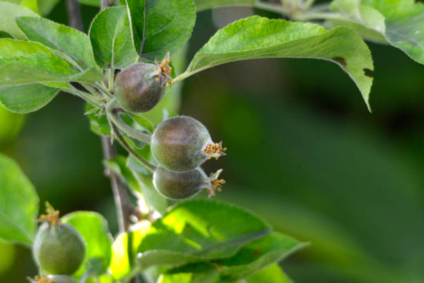 Ovary fruit apple. Young apples on the tree begin to ripen image.