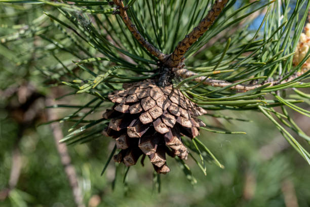 istock the pine cone on the green bench 1404233982