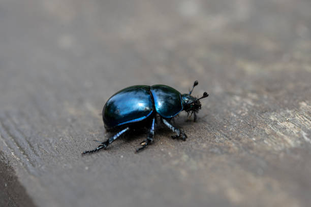 istock the blue beetle Trypocopris vernalis - spring dumbledor, spring dor beetle 1404234029