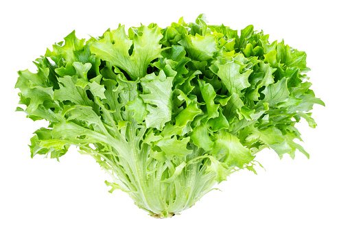 head of fresh endive lettuce cutout on white background