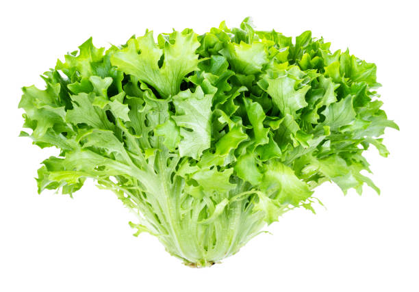 head of fresh endive lettuce cutout on white stock photo