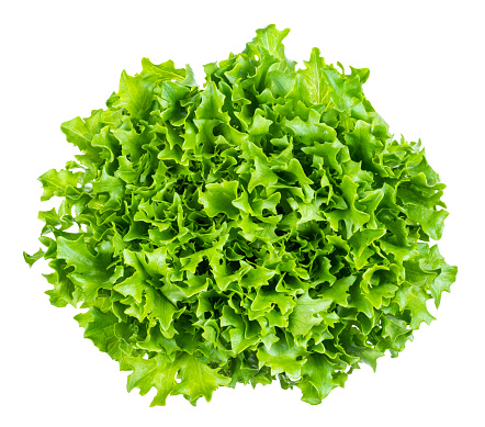 top view of head of fresh endive lettuce cutout on white background