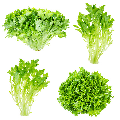 various fresh endive lettuces cutout on white background