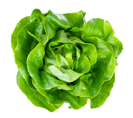 above view of head of butterhead lettuce cutout on white background