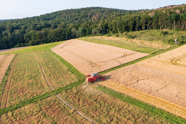istock Combine harvester harvesting grain in the Taunus 1404234111
