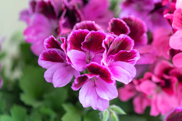 the pink pelargonium springtime flowers - geranium imagens e fotografias de stock