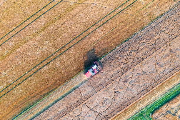 istock Combine harvester harvesting grain in the Taunus 1404234152