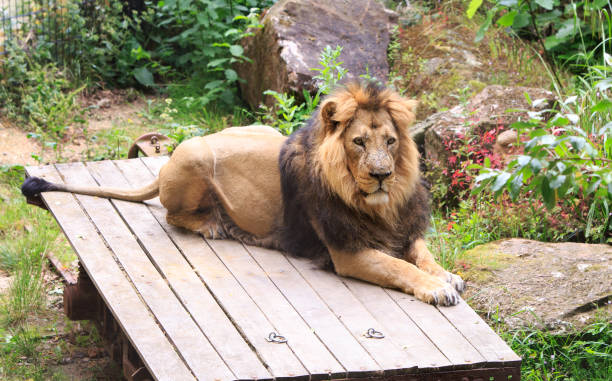 istock Asian Male Lion posing 1404234801