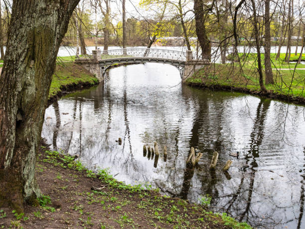 estanque con puente en el parque cerca del palacio de gatchina - white lake fotografías e imágenes de stock
