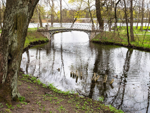 pond with bridge in park near gatchina palace - white lake imagens e fotografias de stock