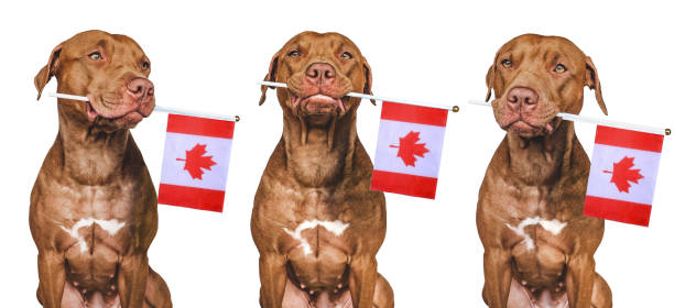 istock Lovable, pretty dog and Canadian Flag 1404235779