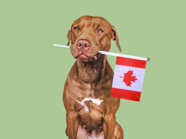 istock Lovable, pretty dog and Canadian Flag 1404235828