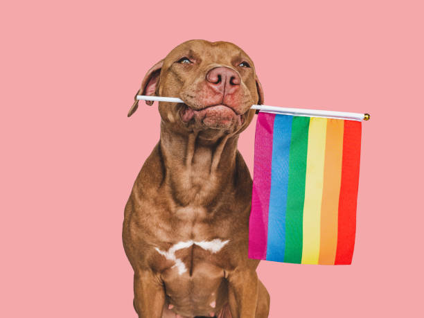 istock Lovable, pretty dog and Rainbow Flag. Closeup 1404235936