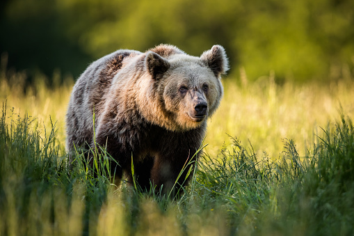 Carpathian brown bear portrait.  Animal wildlife.