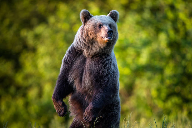 urso de brown (arctos do ursus) - carpathian mountain range - fotografias e filmes do acervo