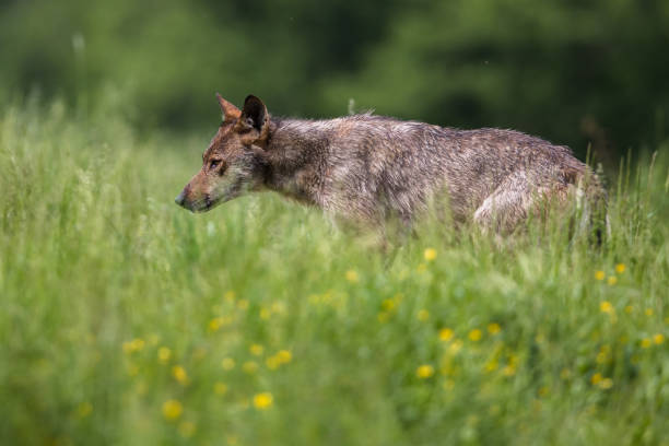 Wolves In Springtime 120+ Timber Wolf Close Up In Spring Stock Photos, Pictures & Royalty ...