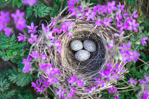 Close up  eggs in a bird nest with background of spring flowers.  Birds Nest in Spring Blossoms. The concept of the spring Easter holiday