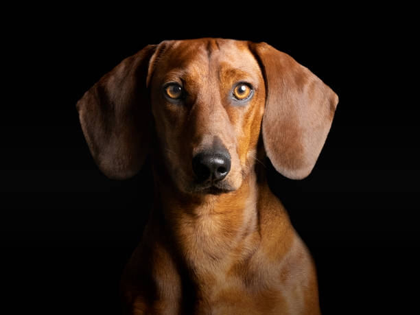 istock Portrait of a brown smooth-haired dachshund standing in a studio 1404238893