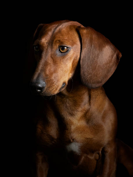 140+ Miniature Dachshund Cutout Stock Photos, Pictures & Royalty-Free ...
