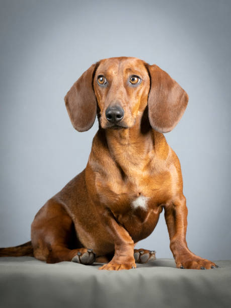istock Brown smooth-haired dachshund sitting in a studio 1404238996