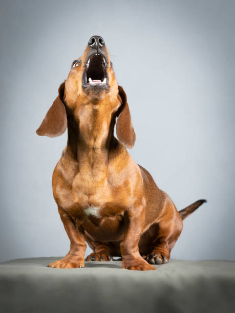 A mature man is playing with his elderly Dachshund in the living room