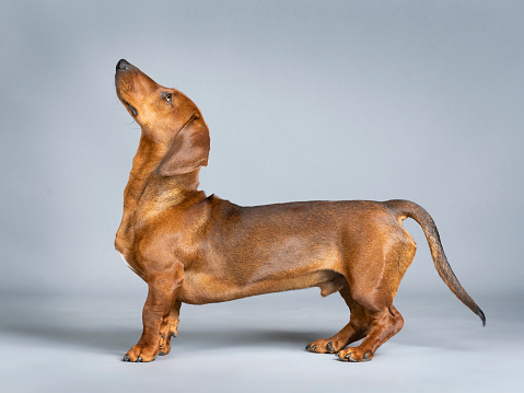Brown smooth-haired dachshund standing in a studio