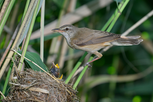 Great reed warbler feeding the chicks (Acrocephalus arundinaceus)