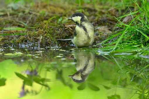 Young great tit in the water
