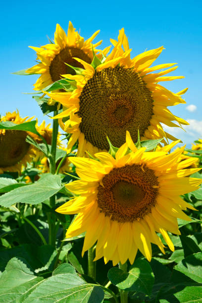 istock sunflowers in the field 1404240307