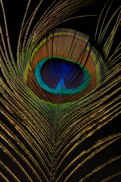 istock Colorful shiny peacock feather on black 1404240449