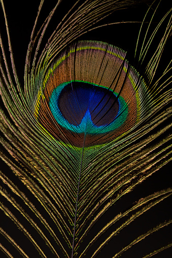 Close up peacock feather  with copy space on black background.