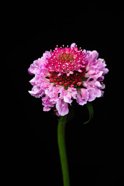 istock Close up scabiosa flower head. 1404240488
