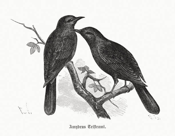 tristram's starling (onychognathus tristramii), 1891년 출판 된 나무 조각 - zoology stock illustrations