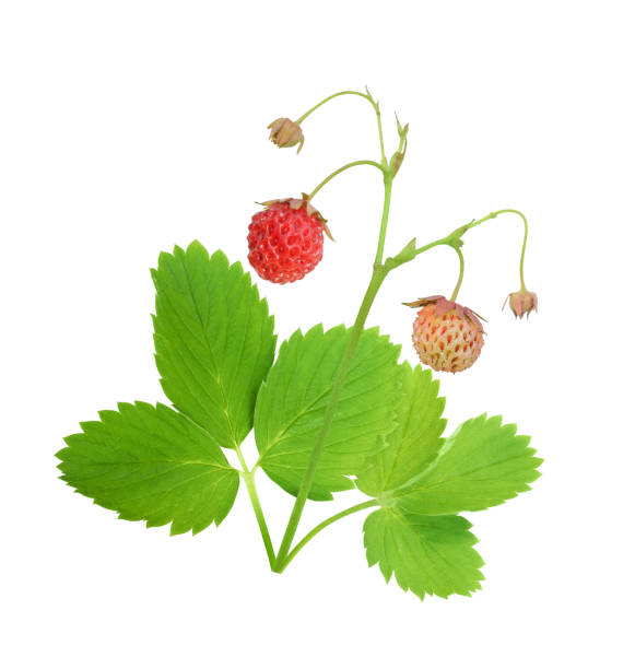 Wild strawberry with leaves isolated on white stock photo