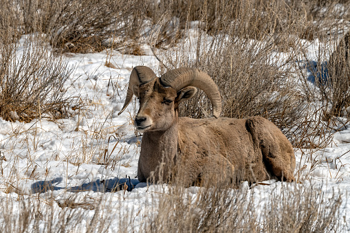 Big Horn Sheep Ram resting at Garden of the Gods in Colorado Springs, Colorado in western USA