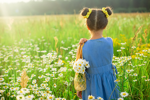 Cute little girl in a blue dress, in the summer in a field with a bouquet of daisies in a knitted bag. Back view