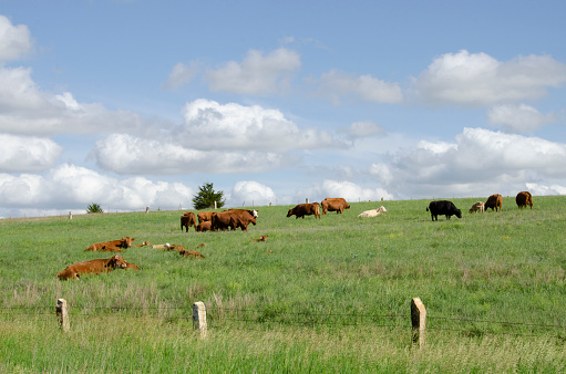 Cattle grazing in pasture with Fencepost limestone fence, Rush county, Kansas, USA. The limestone was quarried locally in the late 19th and early 20th centuries as a building material to augment a limited timber supply on the Great Plains.