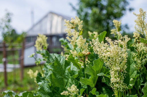 Rhubarb flowers among the foliage. Rhubarb blooms in a vegetable garden in a village on a sunny summer day. Rural landscape of a horizontal landmark.