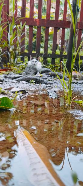 istock Puddles and little cat 1404247070