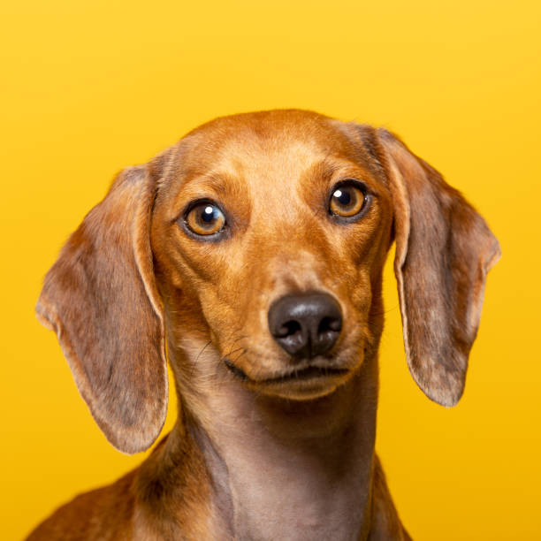 istock Studio portrait of a dachshund on yellow background 1404247181