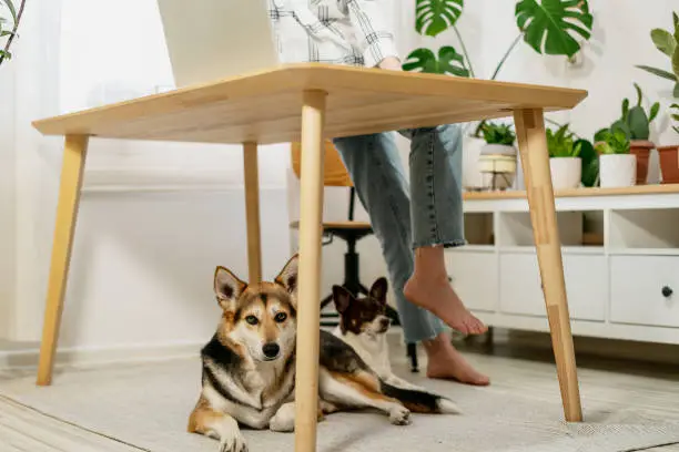 Photo of Young woman entrepreneur working on laptop at home with her dogs together in modern room with plants.