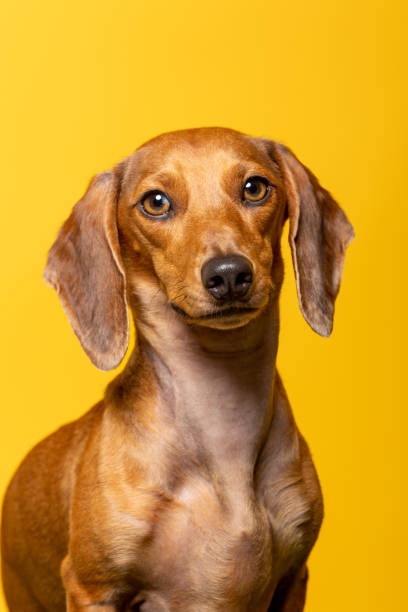 istock Studio portrait of a dachshund on yellow background 1404247319
