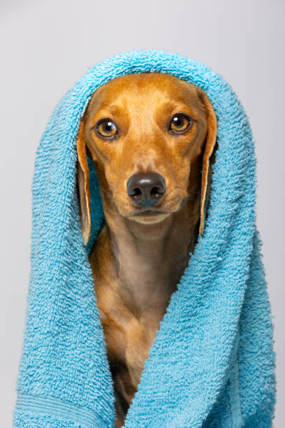 istock Dachshund with a towel on his head on white background 1404247346
