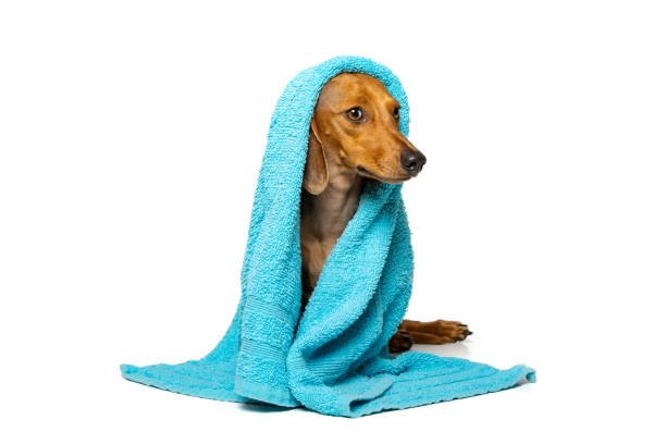 Dachshund with a towel on his head on white background Small brown dachshund with a towel on his head on a white background dog swimsuit stock pictures, royalty-free photos & images