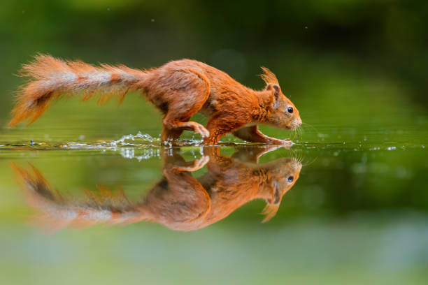 istock Eurasian red squirrel in the forest 1404248864