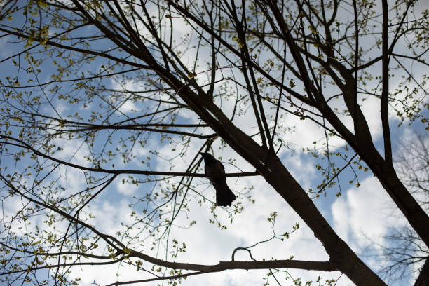 カラスは木に座っています。枝の上の鳥。 - common blackbird ストックフォトと画像