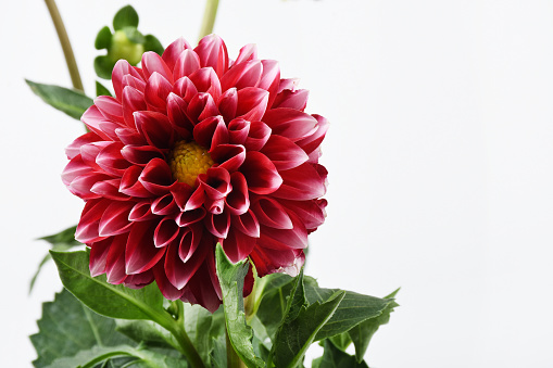 Dahlia flower on the white background