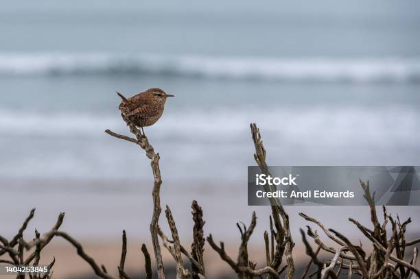 Wren Troglodytes Troglodytes Singing From Winter Tree Branches Stock Photo - Download Image Now